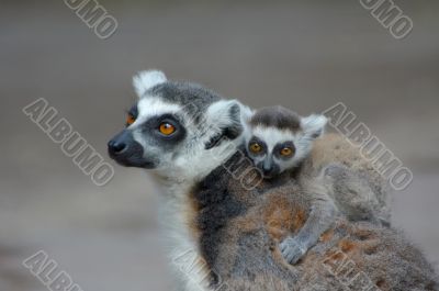 baby ring-tailed lemur baby ring-tailed lemur