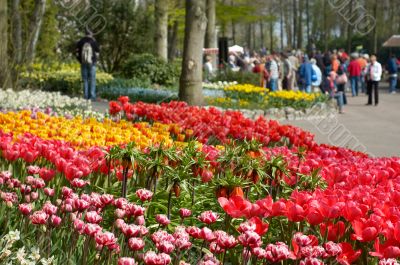 colorful flower garden colorful flower garden