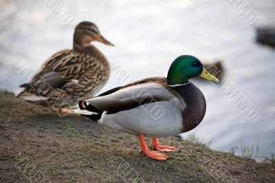 Ducks