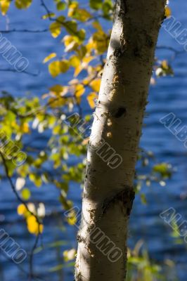 Autumn birch