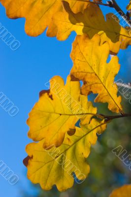 Oak leaves