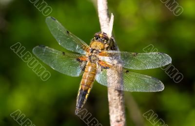Dragonfly on a green background