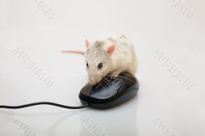 Rat and a mouse