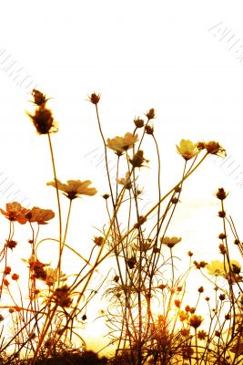 floral style textures