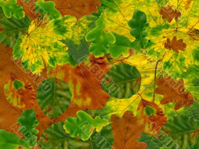 autumn background autumn background
