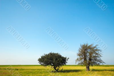 summertime trees summertime trees