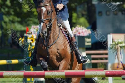 horse jumping