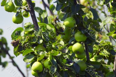 pears on tree pears on tree