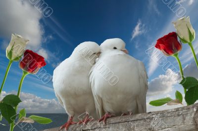 wihte doves in love