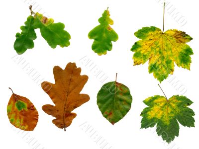 Isolated autumn leaves Isolated autumn leaves
