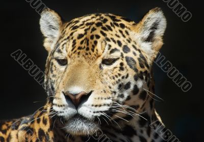 leopard leopard