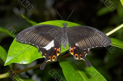 butterfly butterfly