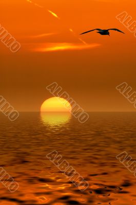 seagulls and sunset