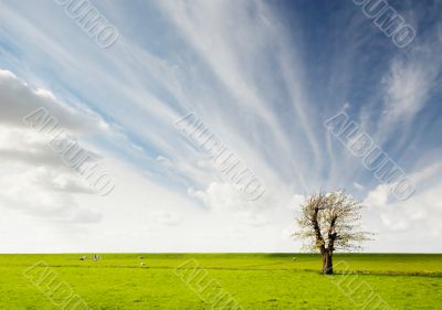 tree landscape