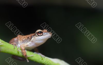 cute frog cute frog