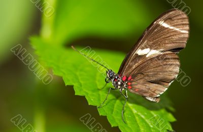 butterfly butterfly