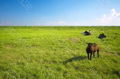 farmland in summer farmland in summer