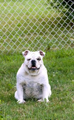 English Bulldog