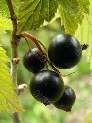 blackcurrant