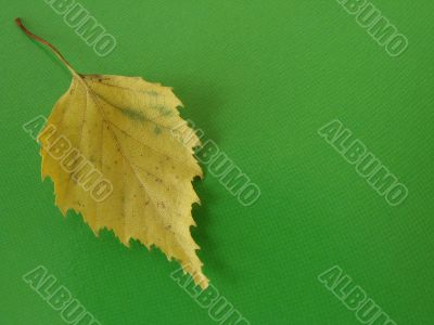 leaf on green
