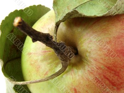 apple fragment
