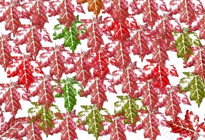 Fall Leaves