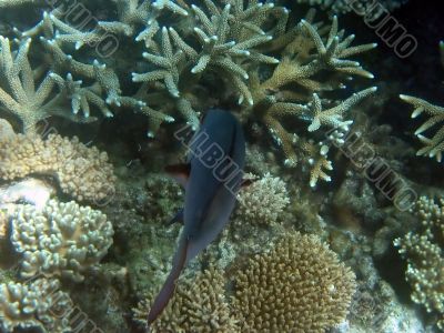 Great Barrier Reef