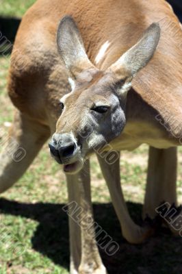 Kangaroo Kangaroo