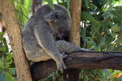 Koala Bear Koala Bear