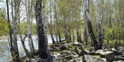 Stone between birches