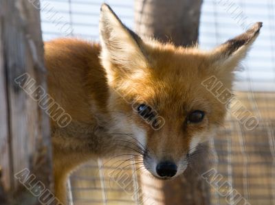 red fox