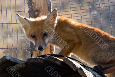 red fox