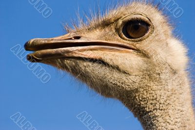 ostrich