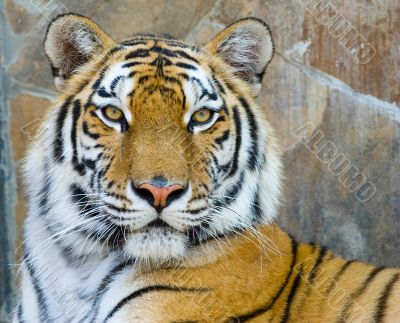 tiger tiger