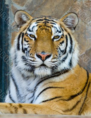 tiger tiger