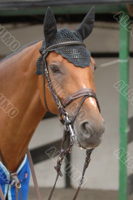 Showjumper