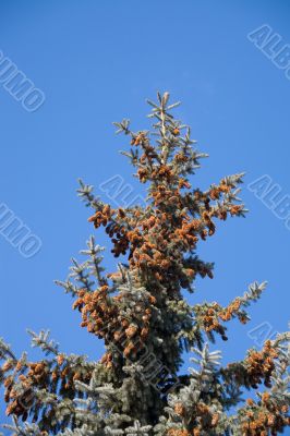Blue spruce