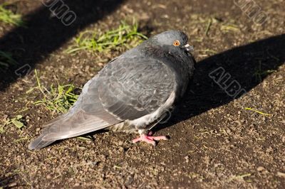 Gray pigeon