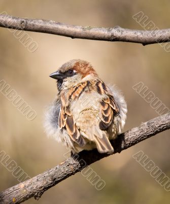 Sparrow on a branch