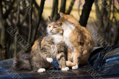 The spring - to love time