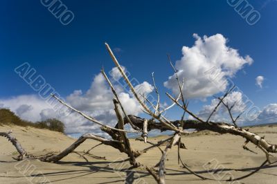 Seaside Baltic  - a dune