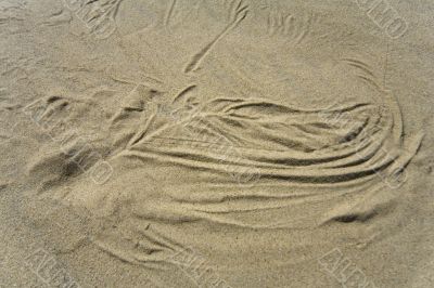 Seaside Baltic  - a dune