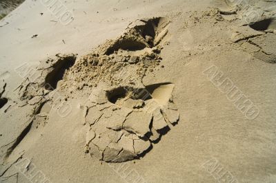 Seaside Baltic  - a dune