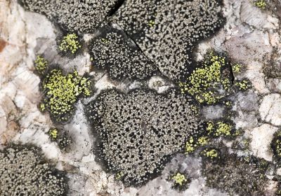 Patterns of environment