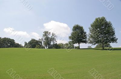 Trees on Grassy Hill