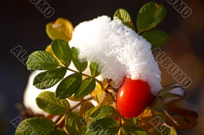 Dogrose under a snow