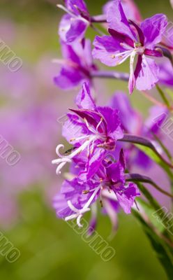 willow-herb close up