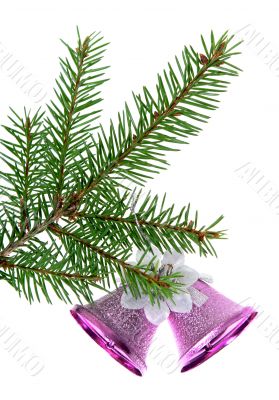 Branch of fir