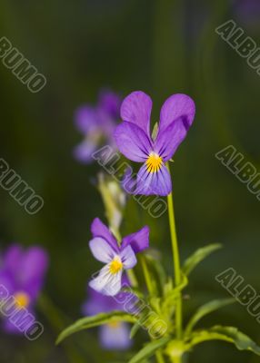 wild violets