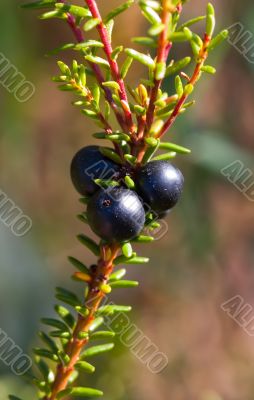 Crowberry
